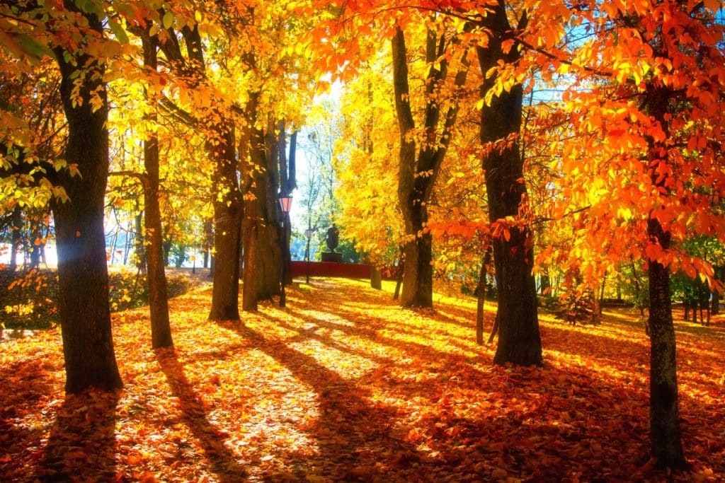 Trees during Fall with leaves changing colors