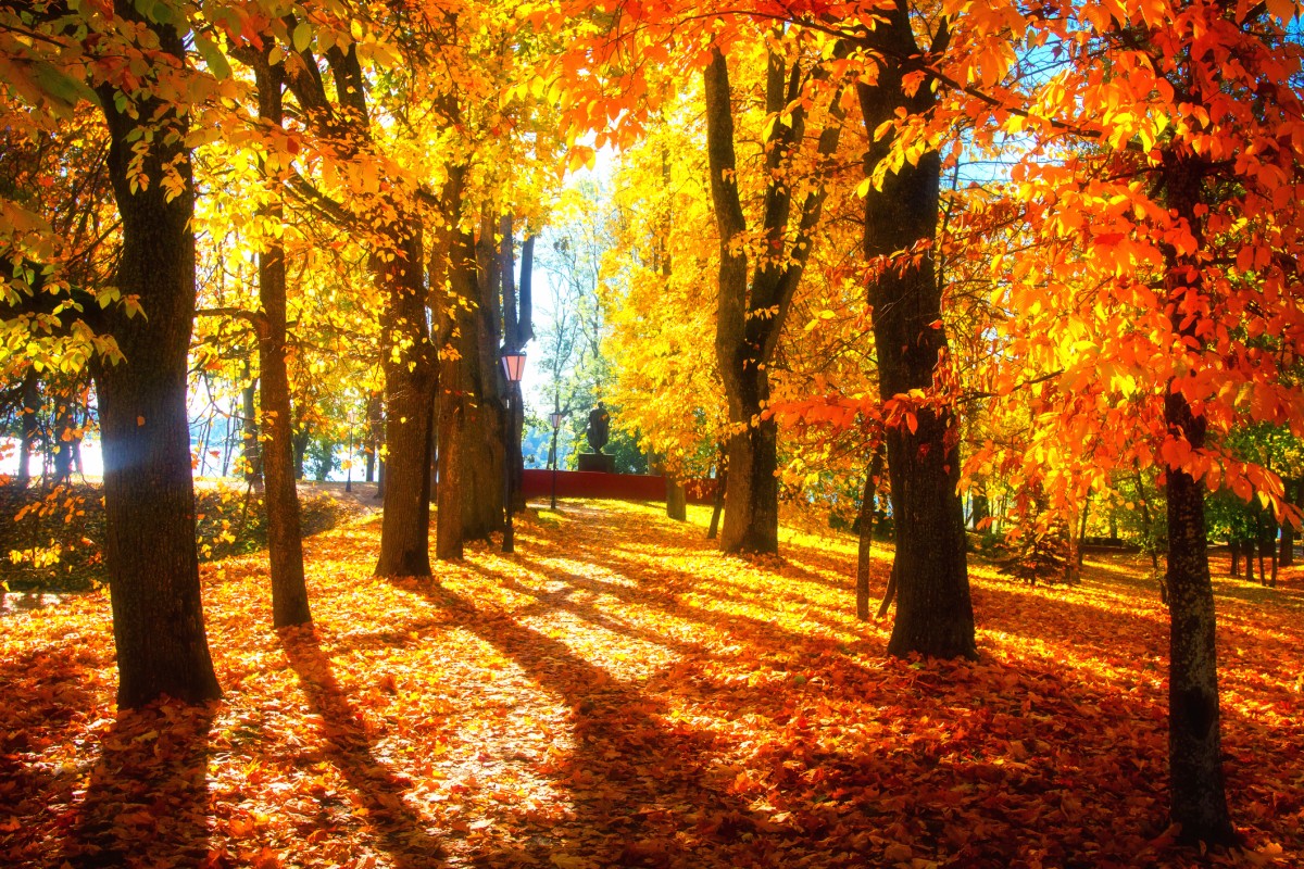 Trees during Fall with leaves changing colors