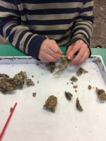 StemTASTIC