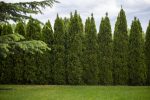 East End Trees