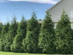 East End Trees